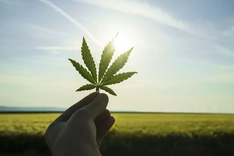 Neptune Wellness plant Kommerzialisierung von Cannabismarke PanHash in Quebec