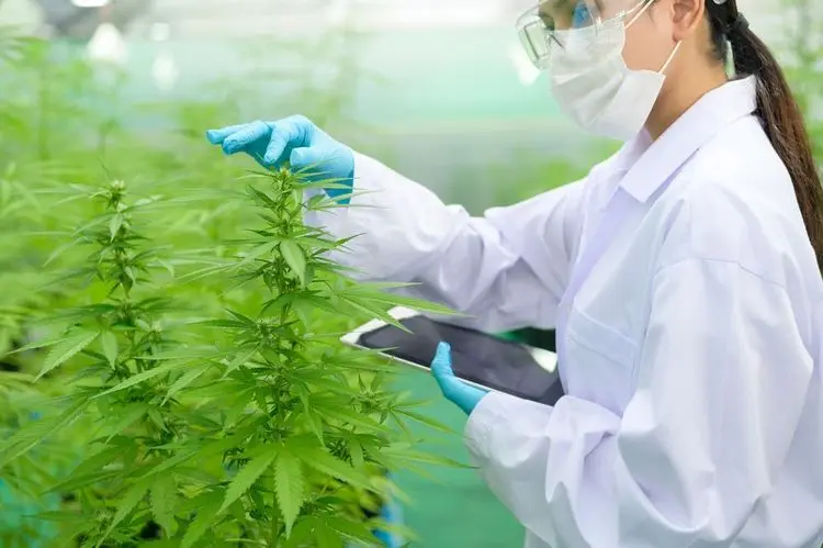 China: eine neue archäologische Studie zeigt Cannabisnutzung im Laufe der Zeit