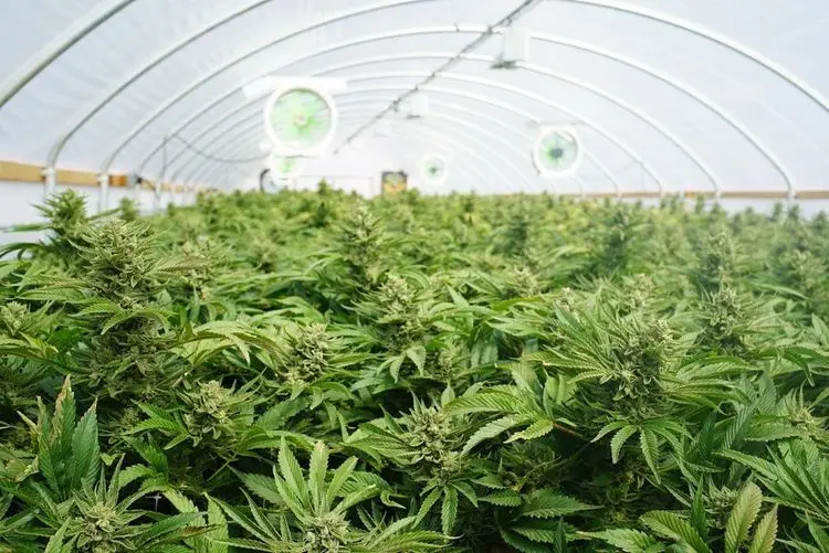 Legale Weed-Industrie kann nicht mit illegalem Markt konkurrieren