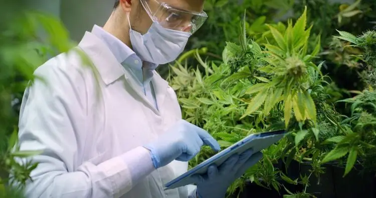 Europas größter Cannabis-Produzent warnt vor Legalisierung