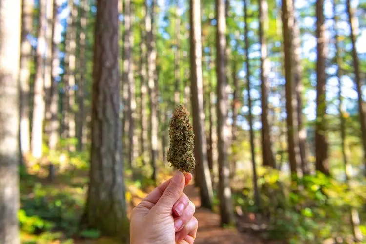 Vancouver will die Gebühren für Cannabisläden senken