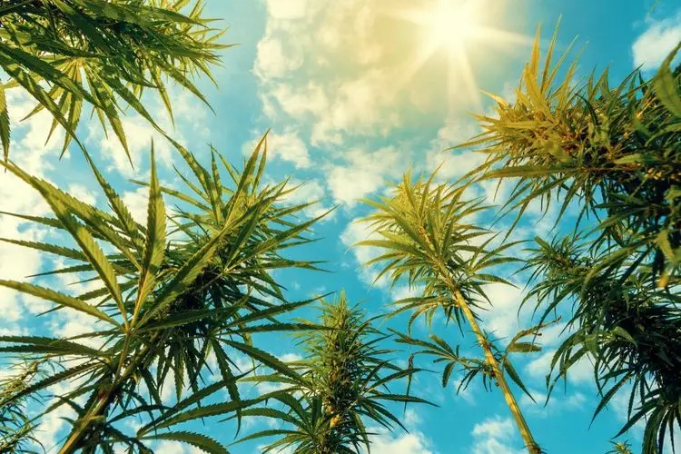 Immer mehr Landwirte in Spanien produzieren Hanf