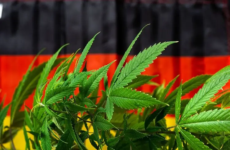 Branchenverband will Reinheitsgebot für Cannabis