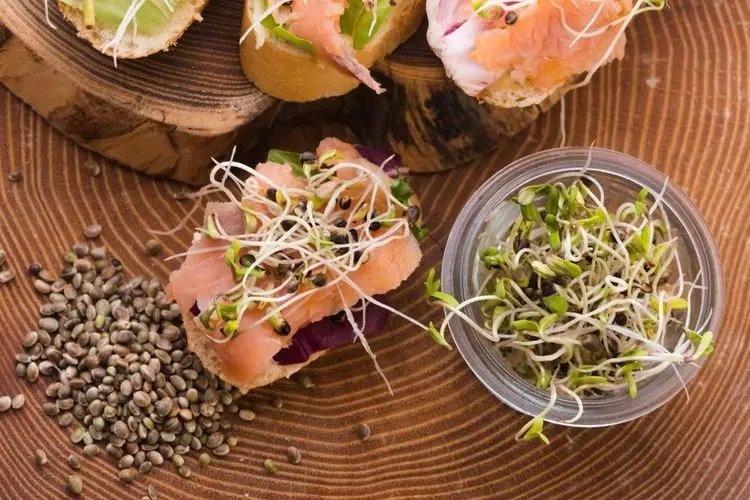 In Kanada gibt es jetzt Lachs aus Cannabisfarmen